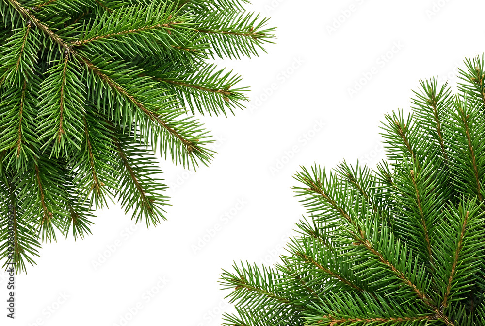 Fototapeta premium Fresh green pine tree branches close-up with needles in natural soft light for eco design and winter holiday background