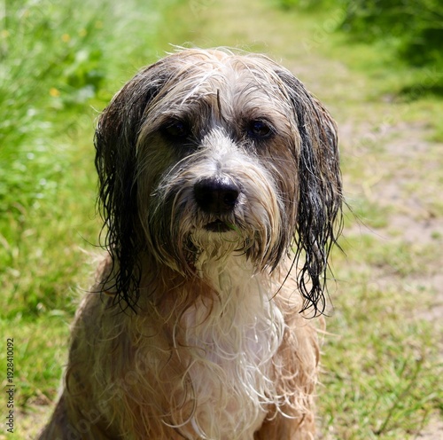 Tibetan terrier happy dog pet holiday vacation best friend