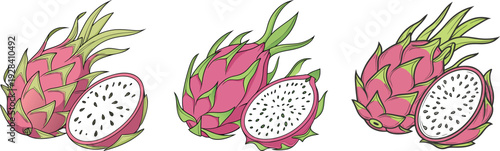 Dragon Fruit Botanical Illustration Set with Whole Pitaya and Half Slices, Hand Drawn Tropical Dragon Fruit Sketches for Healthy Organic Food Branding Vector Illustration