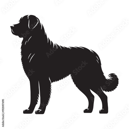 Kuvasz Dog – Majestic Hungarian Livestock Guardian, Loyal Family Protector, Powerful White Coat Breed, Courageous Temperament, Intelligent Working Dog, Strong Build, Watchful Nature, Farm Defend.