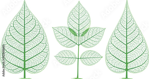 Green leaf skeleton and vein structure botanical illustration set with detailed natural foliage shapes for eco, biology, and decorative vector designs