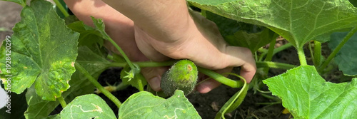 Hand cradling prickly cucumber in lush garden, echoing Harvest Moon festivities, nurturing Mother Earth with verdant embrace