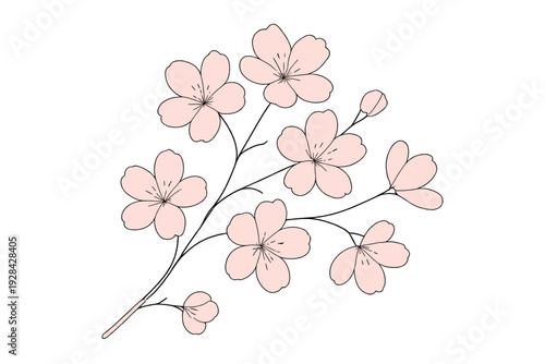 A delicate illustration of a cherry blossom branch with light pink flowers and black stems set against a solid black background. The style is minimalist line art with soft colors.
