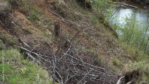 Wallpaper Mural Camera moves dynamically toward an eroded sandy cliff above a spring river. The view tilts down a steep slope revealing fallen trees, scattered branches, and a partially blocked stream below.  Torontodigital.ca