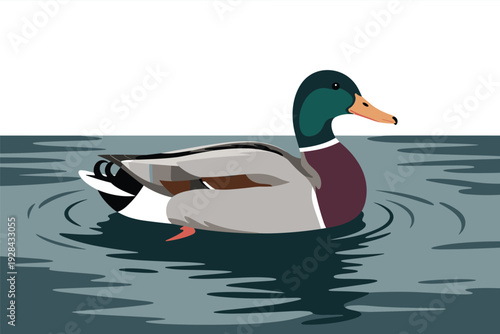 Majestic mallard duck swimming serenely in calm water with copy space