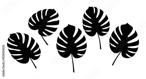 Black and white illustration of monstera leaves arranged on a white background