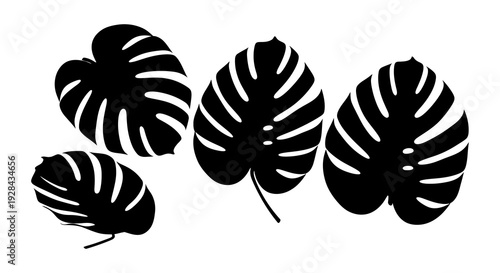 Black and white monstera leaves illustration on a plain white background
