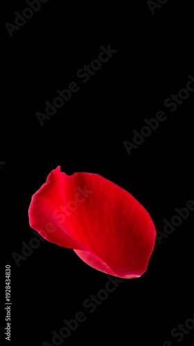 Wallpaper Mural A single red rose petal against a black background with white space, symbolizing love, romance, and elegance for Valentine's Day or floral design use Torontodigital.ca