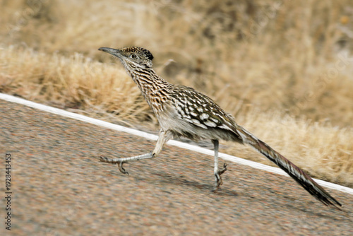 New Mexico, United States.  State bird, the elusive roadrunner running down a road