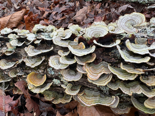 Tableau sur toile Turkey Tail Mushrooms Growing on Fallen Log in Forest with Autumn Leaves and Nat
