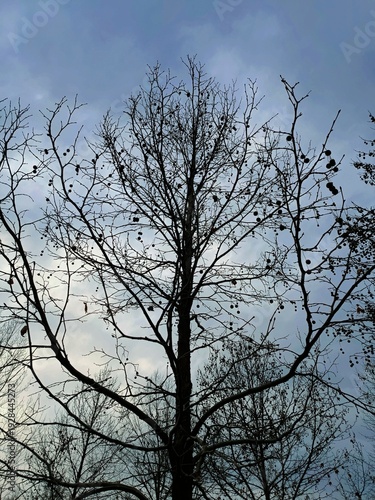 tree in the sky