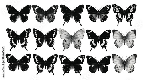 Intricate patterns of butterflies arranged in a symmetrical formation against a dark background Vector