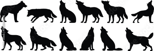 Silhouette wolves in various poses vector illustration, standing walking sitting howling wolf pack design, wild animal behavior concept, wildlife art collection