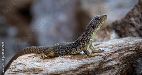 Ocellated lizard, Timon Lepidus, basking on a rock in Guadalajara, Spain