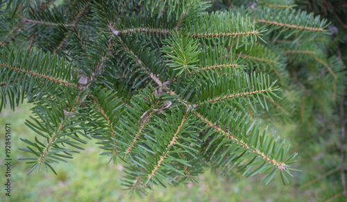 Tableau sur toile Close-up of vibrant green fir tree branches with sharp needles