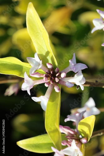 Εκτύπωση καμβά Daphne 'Spring Beauty'