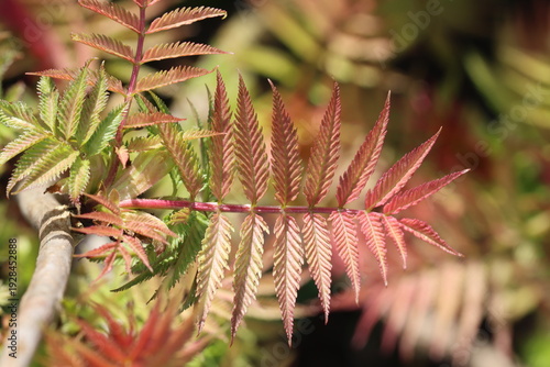 фотографія Sorbaria sorbifolia Pink Hopi ('Cousorb05'PBR)