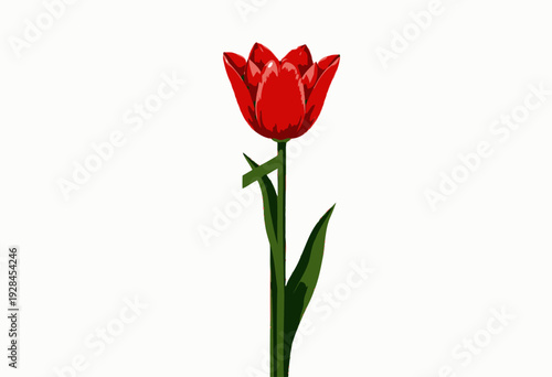Vibrant Red Tulip Blooming Elegantly Against a Clean White Background with Detailed Green Stem and Leaves