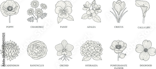 Detailed black and white botanical illustration collection of twelve labeled flowers including poppy, chamomile, pansy, azalea, orchid, hydrangea, and more, ideal for floral design and study