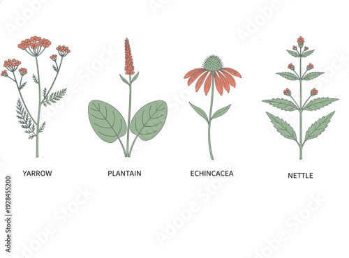 Medicinal plants illustration set featuring yarrow, plantain, echinacea, and nettle with editable stroke botanical drawings for herbal medicine, natural remedies, and educational design