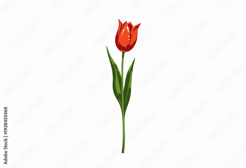 Obraz premium Vibrant Red Tulip Isolated on White Background Highlighting Delicate Petals and Elegant Green Stem in Minimalist Floral Illustration