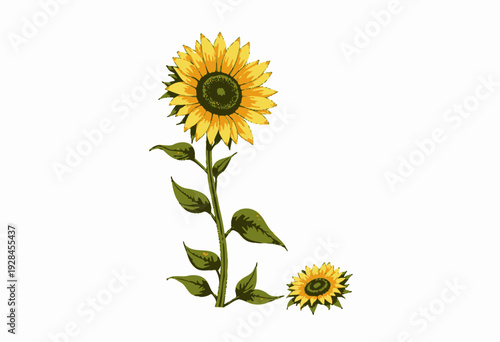 Illustration of a Vibrant Yellow Sunflower with Detailed Petals and Green Leaves on a White Background Highlighting the Beauty of Nature and Growth