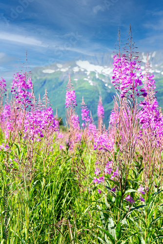 Real photograph of Bright wildflowers bloom in the foreground as Mendenhall Glacier rises in the distance, its blue ice contrasting with vibrant pink and purple blossoms, lush greenery, 