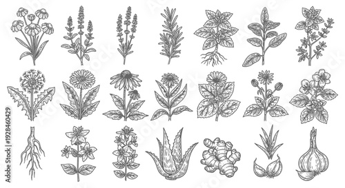 A detailed collection of hand-drawn botanical illustrations showcasing a variety of medicinal herbs, aromatic spices, and natural healing plants for wellness