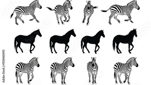 Historical depiction of various horse breeds in silhouette style from different angles Vector