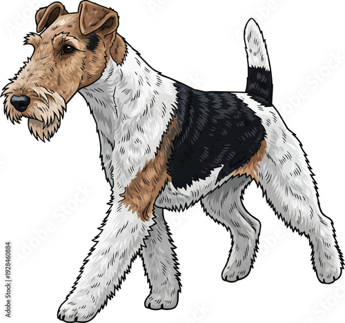 Wire Fox Terrier dog walking relaxed movement illustration