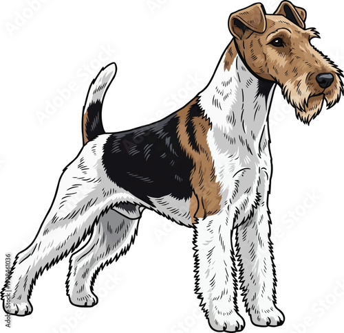 Wire Fox Terrier dog standing alert focused looking away