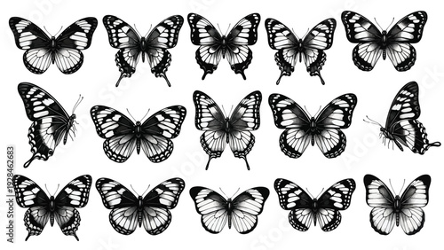 Graceful flight of black and white butterflies in symmetrical formation Vector