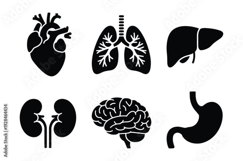 Human internal organs: heart, lungs, liver, kidneys, brain, stomach