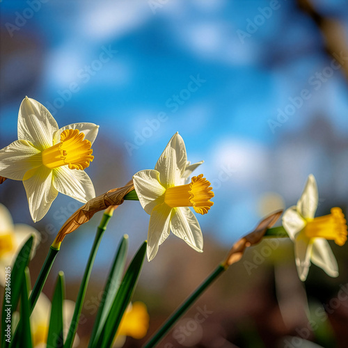 Cheerful daffodils blooming on a sunny spring day. Vibrant yellow and white Narcissus flowers against a beautiful blue sky background. Concept for Easter or the arrival of spring.