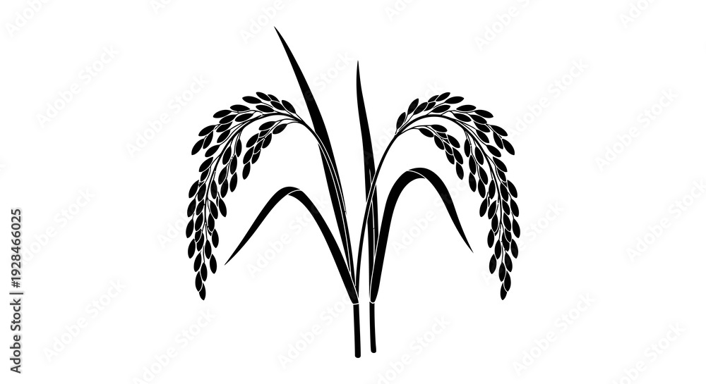 Fototapeta premium Black and white illustration of rice stalks with grains and leaves