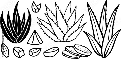 A watercolor illustration featuring a collection of Aloe Vera plants and cut pieces. The image showcases several whole Aloe Vera plants with long, pointed, green leaves, emanating from a central base,