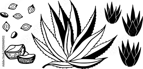 A watercolor illustration featuring a collection of Aloe Vera plants and cut pieces. The image showcases several whole Aloe Vera plants with long, pointed, green leaves, emanating from a central base,