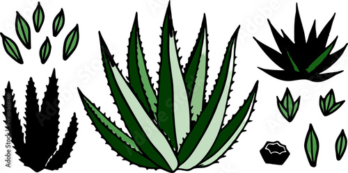 A watercolor illustration featuring a collection of Aloe Vera plants and cut pieces. The image showcases several whole Aloe Vera plants with long, pointed, green leaves, emanating from a central base,