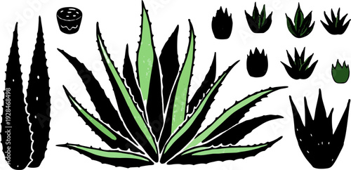 A watercolor illustration featuring a collection of Aloe Vera plants and cut pieces. The image showcases several whole Aloe Vera plants with long, pointed, green leaves, emanating from a central base,