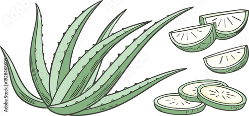 A watercolor illustration featuring a collection of Aloe Vera plants and cut pieces. The image showcases several whole Aloe Vera plants with long, pointed, green leaves, emanating from a central base,