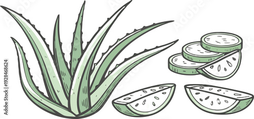 A watercolor illustration featuring a collection of Aloe Vera plants and cut pieces. The image showcases several whole Aloe Vera plants with long, pointed, green leaves, emanating from a central base,