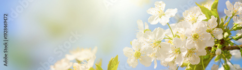 Banner of White cherry blossoms in bright sunlight against a clear blue sky with sun flare, beautiful spring floral background with copy space