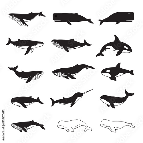 Collection of Whale Silhouettes and Illustrations for Marine Life Concepts