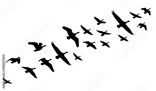 Flying Wild Geese Silhouettes Dynamic Flock Wildlife Vector Illustration