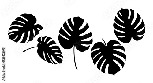 Black and white monstera leaves arranged in a decorative botanical composition