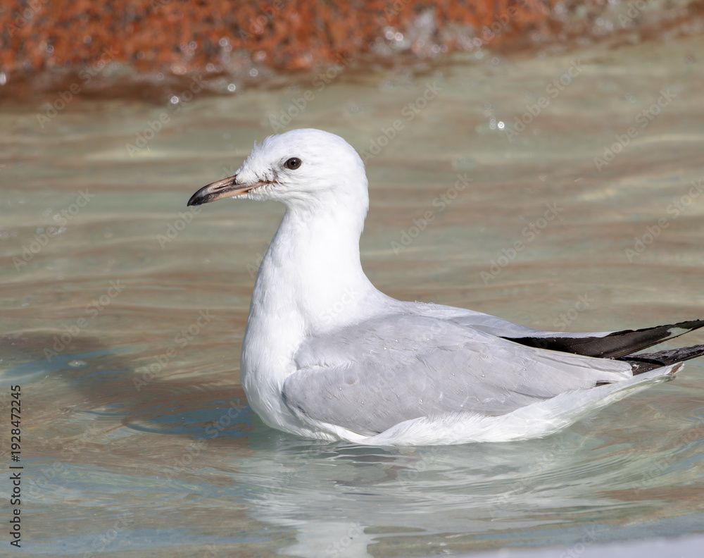 Fototapeta premium Close up of a Silver Gull