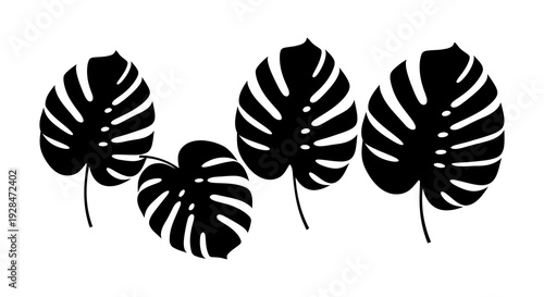 Black and white illustration of monstera leaves arranged in a botanical design