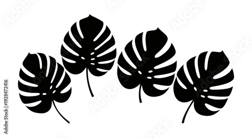 Black and white illustration of four monstera deliciosa leaves in a row