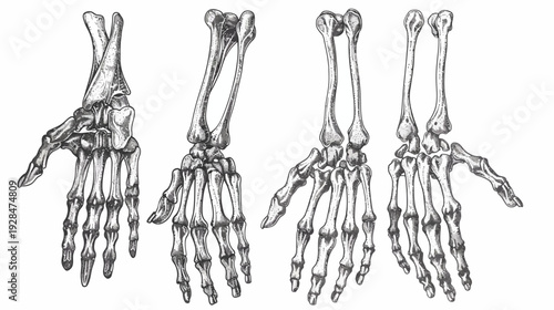 Artistic depiction of human hand skeleton in various views, black and white illustration