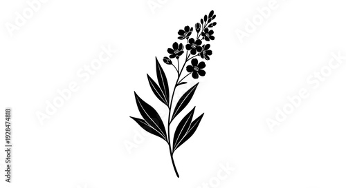 Black and white illustration of a flowering plant with elongated leaves